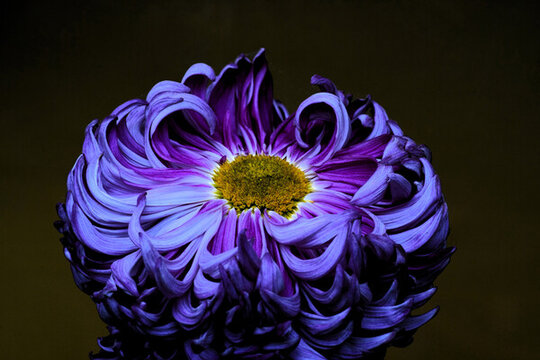 菊花