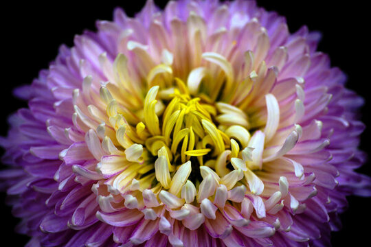 菊花