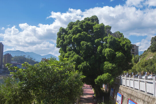 綠榕蒼翠