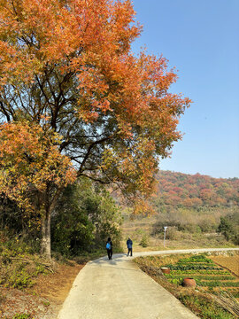 田園風(fēng)光