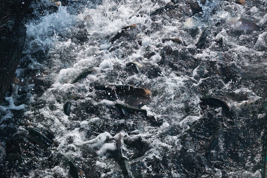海魚太平洋鮭鱒魚大西洋鮭三文魚