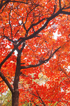 坡峰嶺紅葉