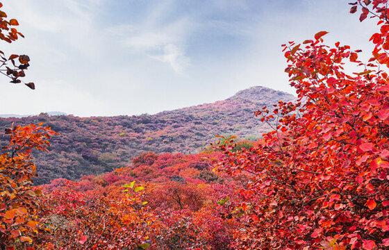 坡峰嶺紅葉