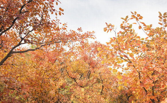 坡峰嶺紅葉