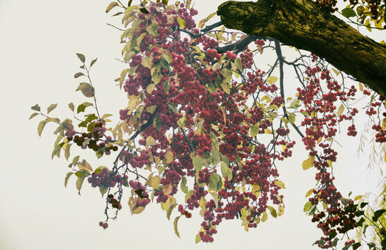 紅山楂