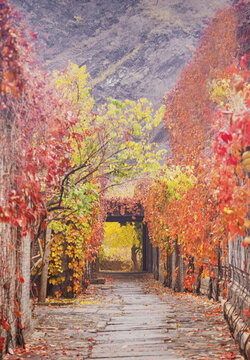 古鎮(zhèn)紅葉
