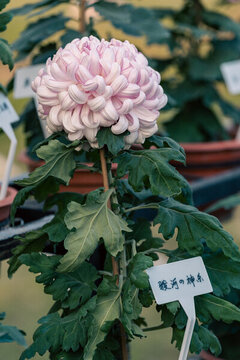 中山小欖菊花展展出菊花