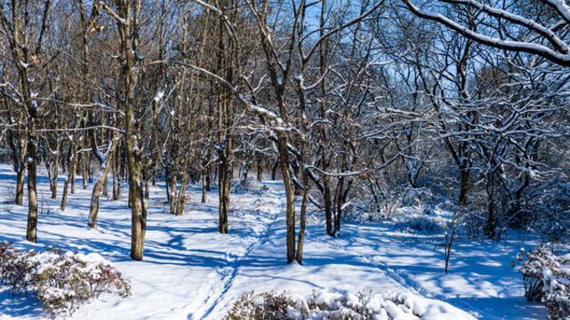 雪后的長春南湖公園森林小路雪景
