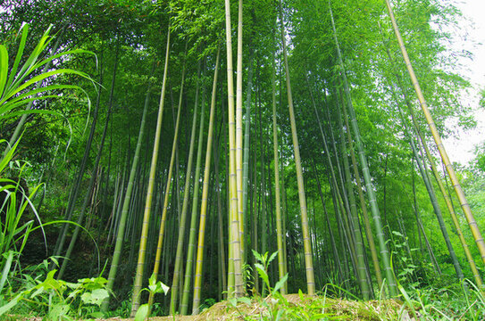 綠竹林