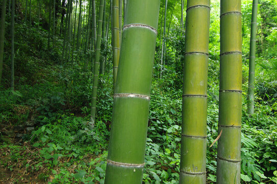 綠竹竹枝