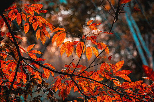 紅葉