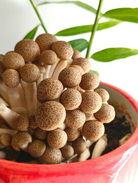 綠色鹿茸菇