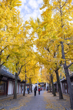 虎丘銀杏