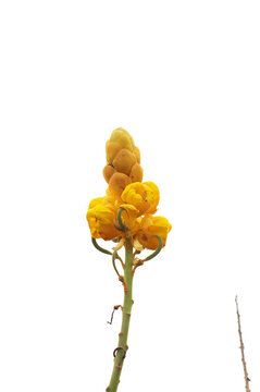花朵特寫