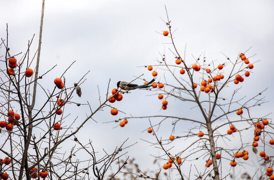 柿子树上的鸟儿