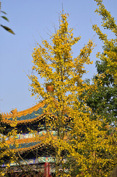 滿樹(shù)金黃