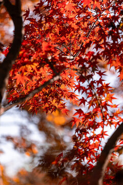 楓葉紅楓