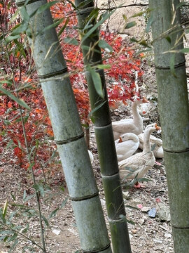 竹林白鵝