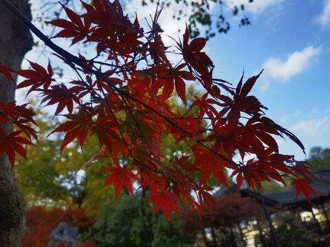 楓葉
