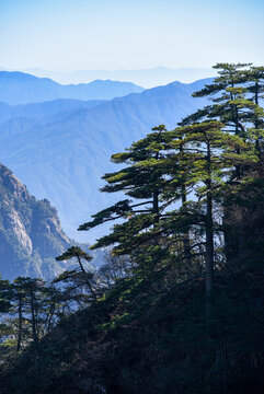 黃山松