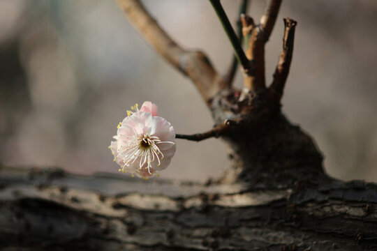 梅花