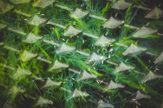 綠色植物