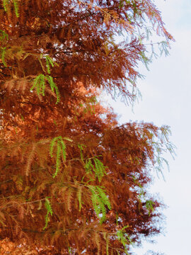 紅與綠
