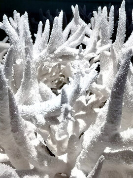 珊瑚標本