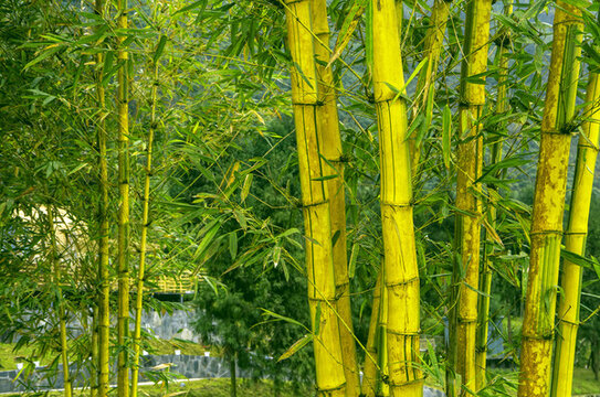 竹的風(fēng)景
