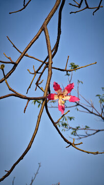 異木棉花