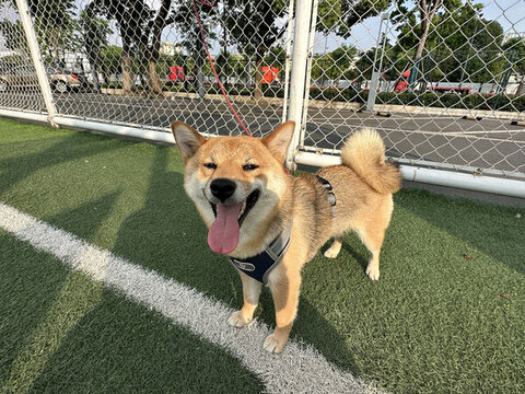 狗狗
