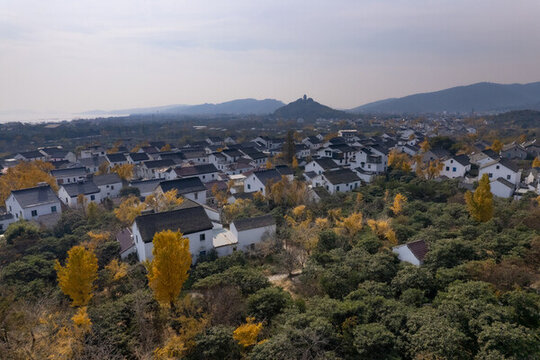 蘇州西山島秋季銀杏黃