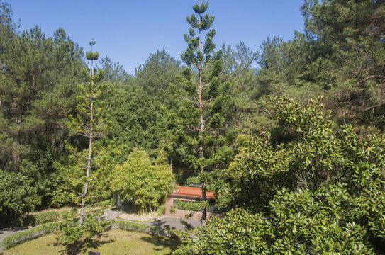 臺山綠林