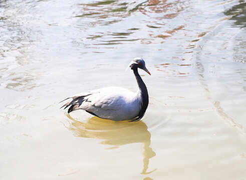 灰鶴鳥類