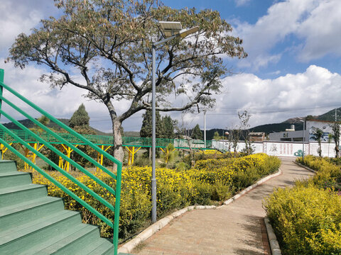 公園大樹景觀