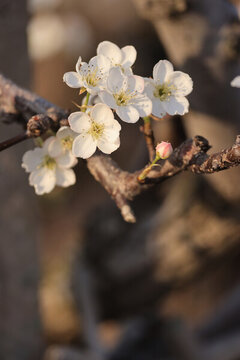 萊陽(yáng)梨樹梨花