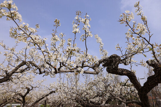 萊陽(yáng)梨園