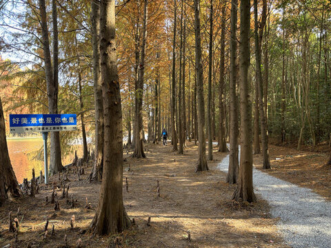 上海海灣國家森林公園