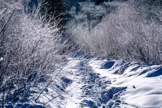 中國雪鄉(xiāng)羊草山森林小路雪景