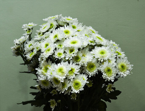 菊花展覽