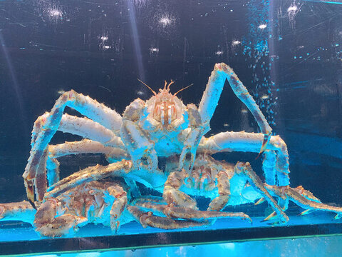 海鮮鮮活帝王蟹