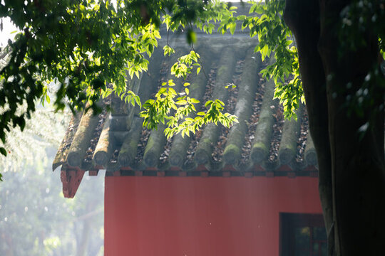 陽光透過綠葉