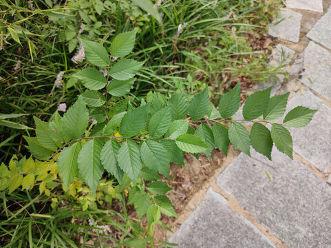 榆錢(qián)樹(shù)葉