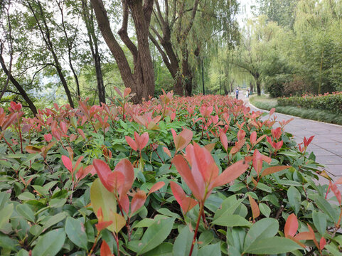 紅葉石楠
