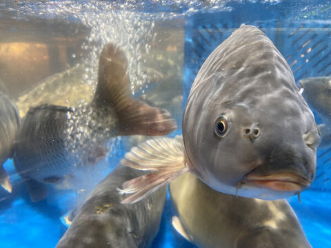 鯉魚