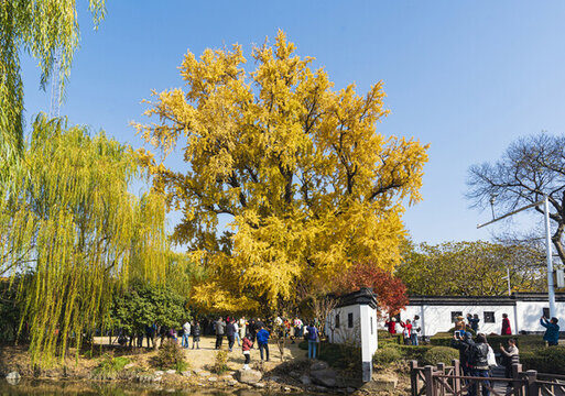 古樹公園千年銀杏