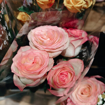 玫瑰花