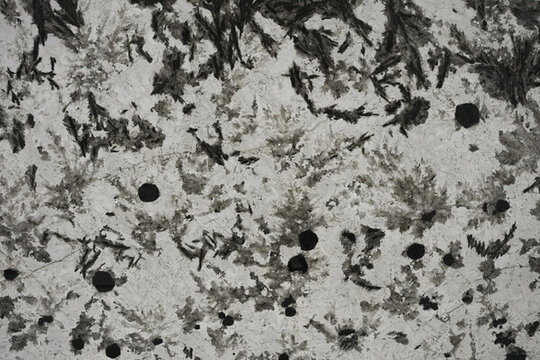 雪山銀狐