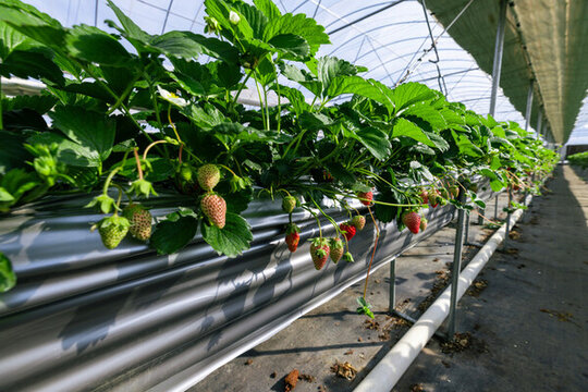草莓基地科学种植