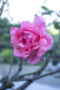 月季花